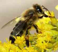 Albinele albastre: recenzii, fotografii, caracteristici
