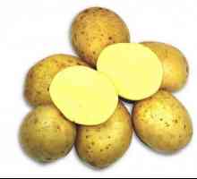 Cartofi Zekura: o descriere a soiului, recenzii