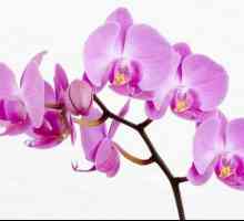 Kashpo pentru orhidee, condiții de întreținere a plantelor