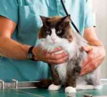 Castrarea pisicii: consecințele operației
