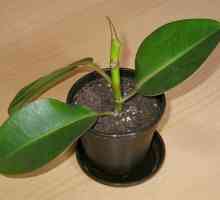Rubber Ficus: reproducere și îngrijire