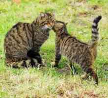 Pisica forestiera caucaziana: o scurta descriere
