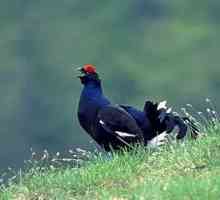 Caucaziană de cocoș negru: descriere pe fotografie