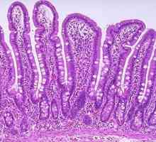 Intestine intestinale și anatomia ei