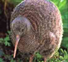 Kiwi este o pasăre care nu poate zbura.