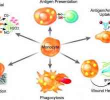 Celule macrofage. Ce este și ce funcții au acestea?