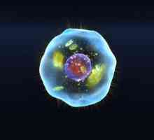 Structura celulară are toate organismele vii? Biologie: structura celulară a organismului