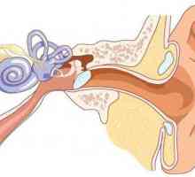 Anatomia clinică a urechilor. Structura urechii umane