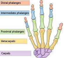 Concepte cheie care afectează oasele încheieturii mâinii și senzațiile de durere în această zonă