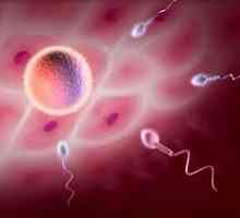 Când apare ovulația la femei? Principalele caracteristici