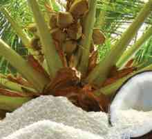 Răcirea de nucă de cocos: rău și valoare bună, calorie, nutritivă