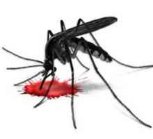 Fenomenul țânțarilor: câți tantari trăiesc după o mușcătură?