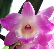 Orhideea camerei: cum să ai grijă. Dendrobium Starclass acasă