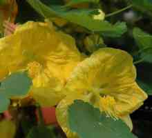 Flori de cameră cu flori galbene: fotografie cu nume