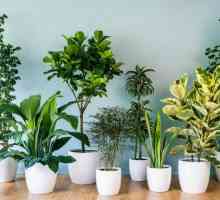 Plante interioare: care sunt, ce fel de existență există