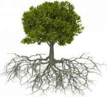 Rădăcina: structura rădăcinii. Tipuri de rădăcini (biologie)