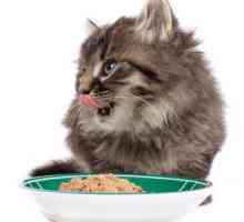 Alimente pentru pisici pentru digestie sensibila: o revizuire, tipuri, caracteristici si recenzii