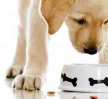 Hrană `Origen` pentru câini - nutriție adecvată în fiecare zi
