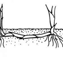 Rhizomes - o modificare a trage, situată sub pământ