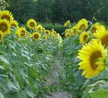Floarea soarelui. Aplicarea în medicina populară