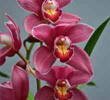 Royal orchids: fotografie, îngrijire la domiciliu