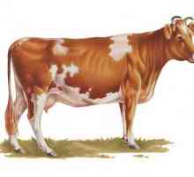 Vaca din rasa Ayrshire este cea mai buna alegere pentru o productie stabila de lapte