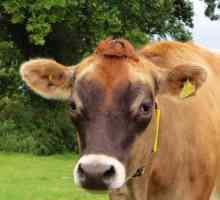 Vaca de trestie de vacă: o revizuire, o caracteristică