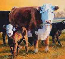 Vaci din rasa Hereford: caracteristici, conținut, fotografii și prețul vițeilor