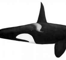 Killer whale sau killer whale - cât de bine? Balena ucigașă este un mamifer marin. Balena ucigașă…