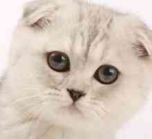 Scottish fold pisici (Scottish Fold): caracter, culori, caracteristici ale rasei