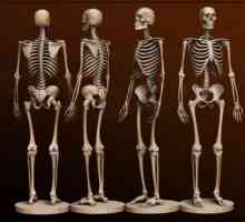 Oasele omului. Anatomia: oasele umane. Un schelet uman cu numele de oase