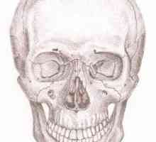 Oasele craniului uman