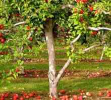 "Frumusețea lui Sverdlovsk" - mărul este cel mai bun dintre cei mai buni