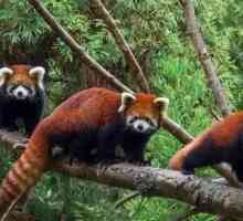 Panda roșie: fotografie, descriere, habitat