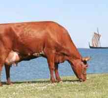 Rasă de vaci de stepă roșie: caracteristici, fotografii, caracteristici de reproducție