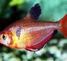 Tetra tetra sau pești minori: caracteristici ale conținutului în acvariu