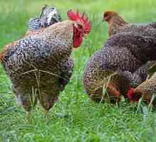 Chicken Beefelder: caracteristicile și recomandările pentru reproducere