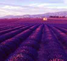 Câmpul de lavandă - mândria Franței și simbolul național al Provencei. Câmpurile de levănțică în…