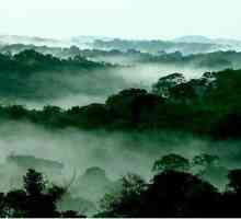 Resursele forestiere ale lumii sunt darurile naturii omenirii