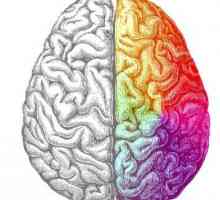 Emisfera stângă a creierului este responsabilă pentru ce? Cum să dezvolți emisfera stângă a…