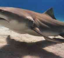 Lemon Shark: descriere, habitate, condiții de supraviețuire