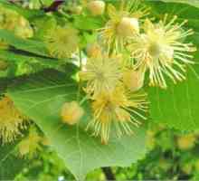 Arborele de tei: înflorire și trăsături ale arborelui melifer