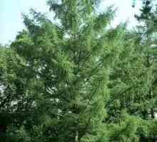 Este zirconul un copac de foioase sau de conifere? Caracteristicile și răspândirea plantei