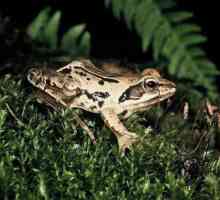 Frog-broasca ascuțită: trăsături de stil de viață și reproducere