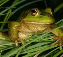 Frog herb: descriere, fotografie