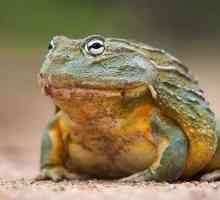 Frog aquifer: o descriere, habitat, stil de viață, conținut la domiciliu
