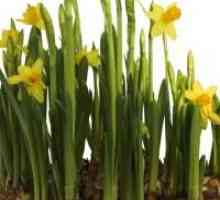 Floare preferată de primăvară. Narcissus: Cultivarea și îngrijirea