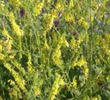 Alfalfa galbenă: caracteristică, descriere, proprietăți utile