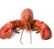 Lobsterul este o delicatesă recunoscută. Descriere. Rețeta. fotografie