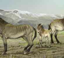 Horse Przewalski: descriere, caracteristici și fapte interesante